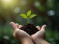 Environment Earth Day In the hands of trees growing seedlings.