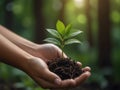 Environment Earth Day In the hands of trees growing seedlings.