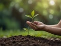 Environment Earth Day In the hands of trees growing seedlings.