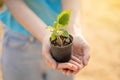 Environment Earth Day In the hands of trees growing seedlings. Female hand holding tree on the beach Forest conservation concept Royalty Free Stock Photo