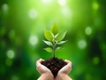 Environment Earth Day In the hands of trees growing seedlings. Female hand holding tree.