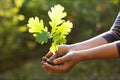 Environment Earth Day In the hands of trees growing seedlings oak. Bokeh green Background Female hand holding tree on nature field Royalty Free Stock Photo