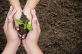 Environment Earth Day ,Woman and children are helping holding green seedling on soil, top view, Planting and protecting trees to r Royalty Free Stock Photo