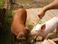 environment Feeding pigs organically