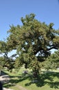 Environment green leafy oak  tree in nature greenplanet Royalty Free Stock Photo