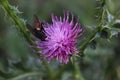 Macro photography. Tatarnik. Insect on a flower. Royalty Free Stock Photo