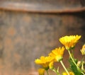 Yellow flowers on an orange rusty iron background Royalty Free Stock Photo