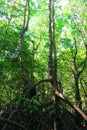 environment of the mangrove forest shows many mangrove trees that support the trunks Royalty Free Stock Photo