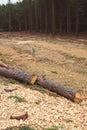Environment, nature and deforestation forest concept - felling trees in woods Royalty Free Stock Photo