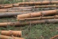 Environment, nature and deforestation forest - felling of trees Royalty Free Stock Photo