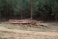 Environment, nature and deforestation forest - felling of trees Royalty Free Stock Photo