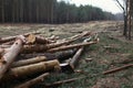 Environment, nature and deforestation forest - felling of trees Royalty Free Stock Photo