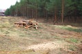 Environment, nature and deforestation forest - felling trees Royalty Free Stock Photo