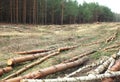 Environment, nature and deforestation forest - felling trees Royalty Free Stock Photo