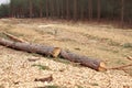 Environment, nature, deforestation forest - felling of trees Royalty Free Stock Photo