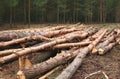 Environment, nature, deforestation forest - felling of trees Royalty Free Stock Photo