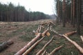 Environment, nature and deforestation forest - felling of trees