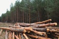 Environment, nature and deforestation forest - felling trees in woods Royalty Free Stock Photo