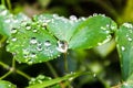 Macro photography. Morning dew. A drop. Crystal clear Royalty Free Stock Photo