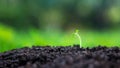 Environment nature. Little baby green plant growing in the left