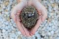 Environment protection: Little animal - hedgehog