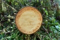 Environmental concept, illegal deforestation. Freshly cut pine tr