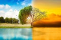 Environmental concepts, Live and dead big tree. Royalty Free Stock Photo