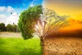 Environmental concepts, Live and dead big tree Royalty Free Stock Photo