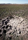 Environmental damage caused by feral water buffalo