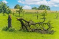 Symbol photo environmental damage global warming - broken tree trunk on green meadow
