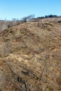 Environmental destruction climate change crisis environment landscape nature woods forest dieback portrait format at Brocken in