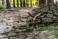 Environmental destruction landscapes. Nature disease with broken tree branches.