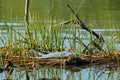 Environmental disaster. Seagull dies after eating poisoned fish