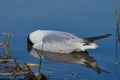 Environmental disaster. Seagull dies after eating poisoned fish