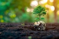 Environmental essence Concept of Earth Day, a tree growing on soil Royalty Free Stock Photo