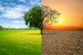 Environmental and global warming concepts, Live and dead big A Tree Royalty Free Stock Photo