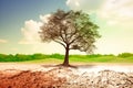 Environmental and global warming concepts. Live and dead big A Tree. Soil erosion. Ecology. Deforestation