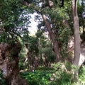 Environmental green planet large trees in a natural forest