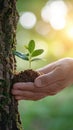 Environmental guardianship Human hand shields a tree, sunlight illuminates