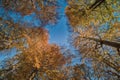 Environmental illustration with Autumn leaf fall, lush foliage and trees that reach out for the sky in Jaegersborg. Copenhagen