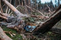 Environmental issues, problems. Plastic bottle in trunk of pine fallen tree. Windfall in pine forest. Storm damage