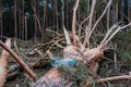 Environmental issues, problems. Plastic bottle in trunk of pine fallen tree. Windfall in pine forest. Storm damage