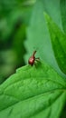 Leaf-Rolling Weevil (Genus Leptapoderus) on Green Leaf in Habitat Royalty Free Stock Photo