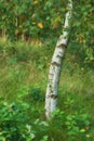 Environmental nature conservation and reserve of a birch tree forest in a remote, decidious woods. Landscape of hardwood