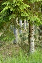 Environmental nature conservation and reserve of pine trees in a remote, coniferous forest in a serene, peaceful and