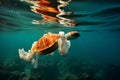 Environmental plight Plastic bag pollution harms ocean life and ecosystems