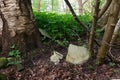 Asbestos sheets dumped in forest