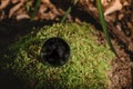 environmental pollution concept, a dark crystal ball lies on a moss