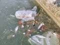 Environmental Pollution. Plastic Bottles, Bags, Trash In River Or Lake Royalty Free Stock Photo