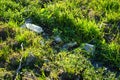 Environmental pollution, plastic bottles in the grass. Garbage concept Royalty Free Stock Photo